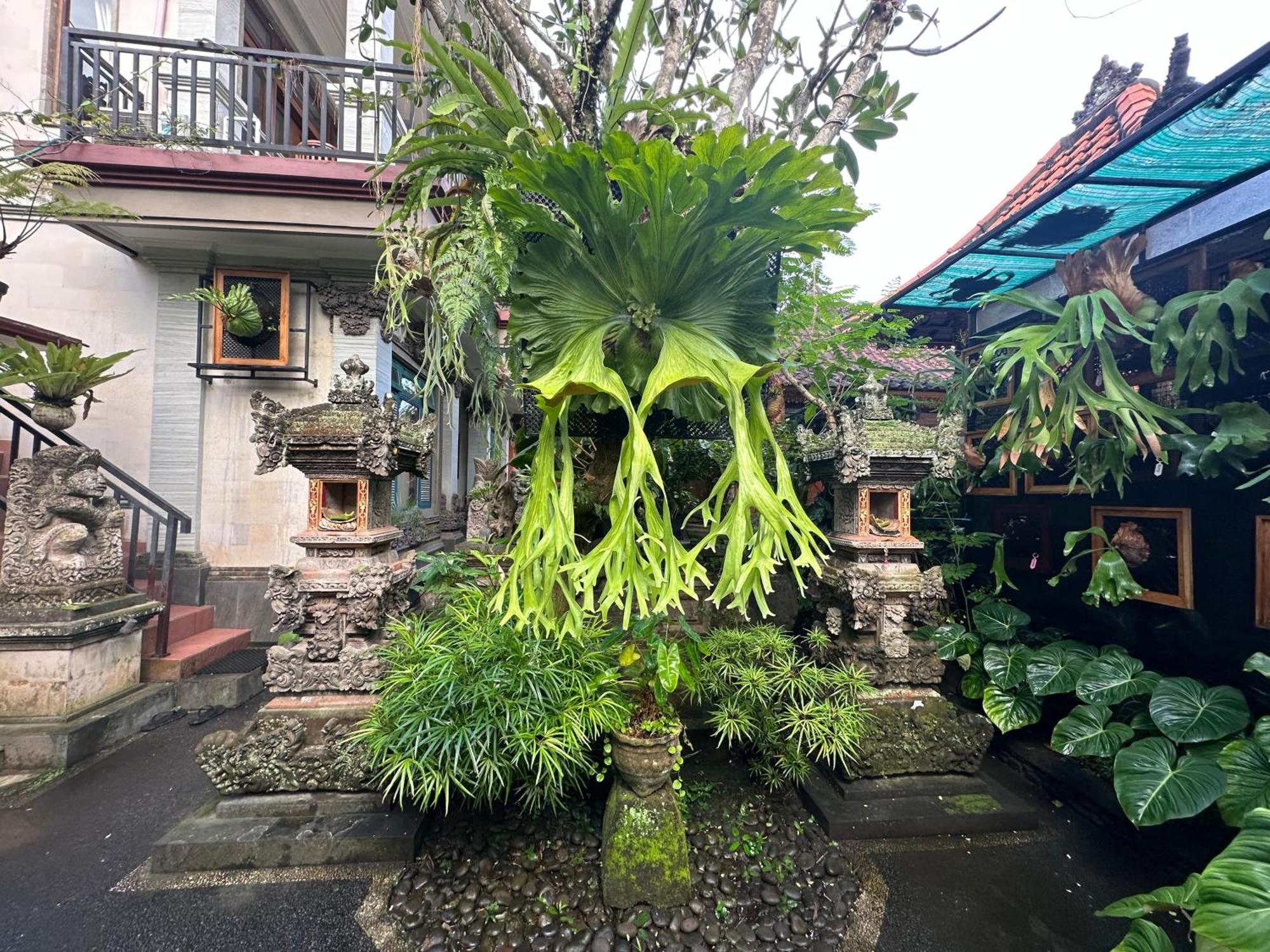 Naeera Guest House Ubud Exterior foto